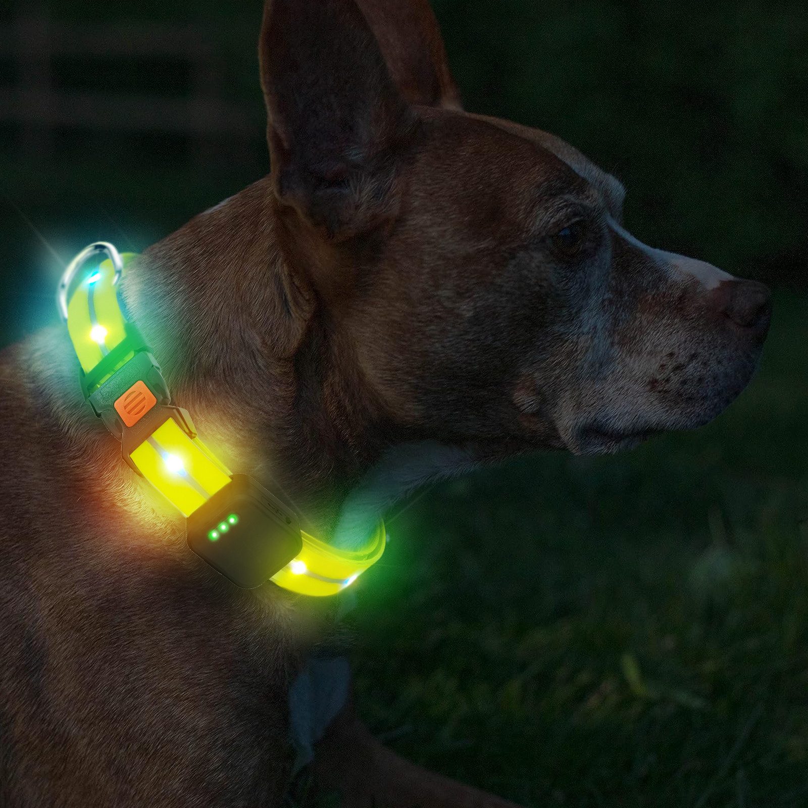 Illes-Laedchen Hunde-Halsband exklusives LED Hundehalsband wasserdicht AKKU wiederaufladbar