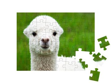 puzzleYOU Puzzle Niedliches weißes Alpaka-Baby, Großaufnahme, 48 Puzzleteile, puzzleYOU-Kollektionen Alpakas, Exotische Tiere & Trend-Tiere