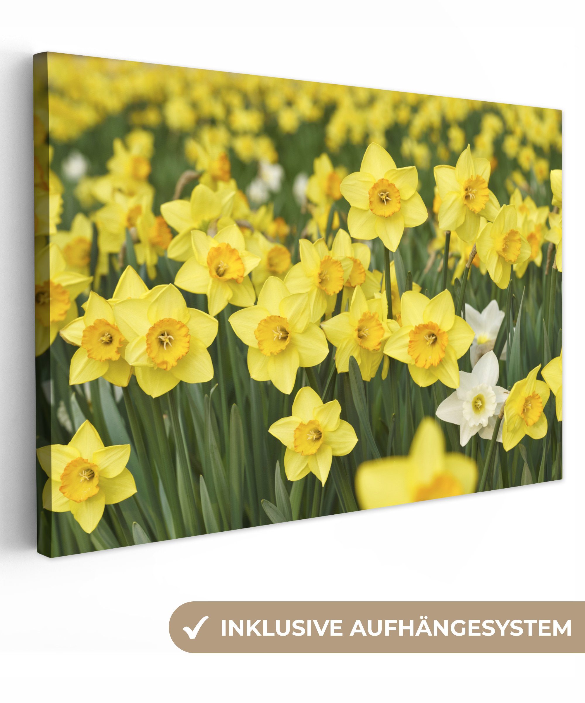 OneMillionCanvasses® Leinwandbild Blumen - Gelb - Narzissen, (1 St), Wandbild Leinwandbilder, Aufhängefertig, Wanddeko, 30x20 cm