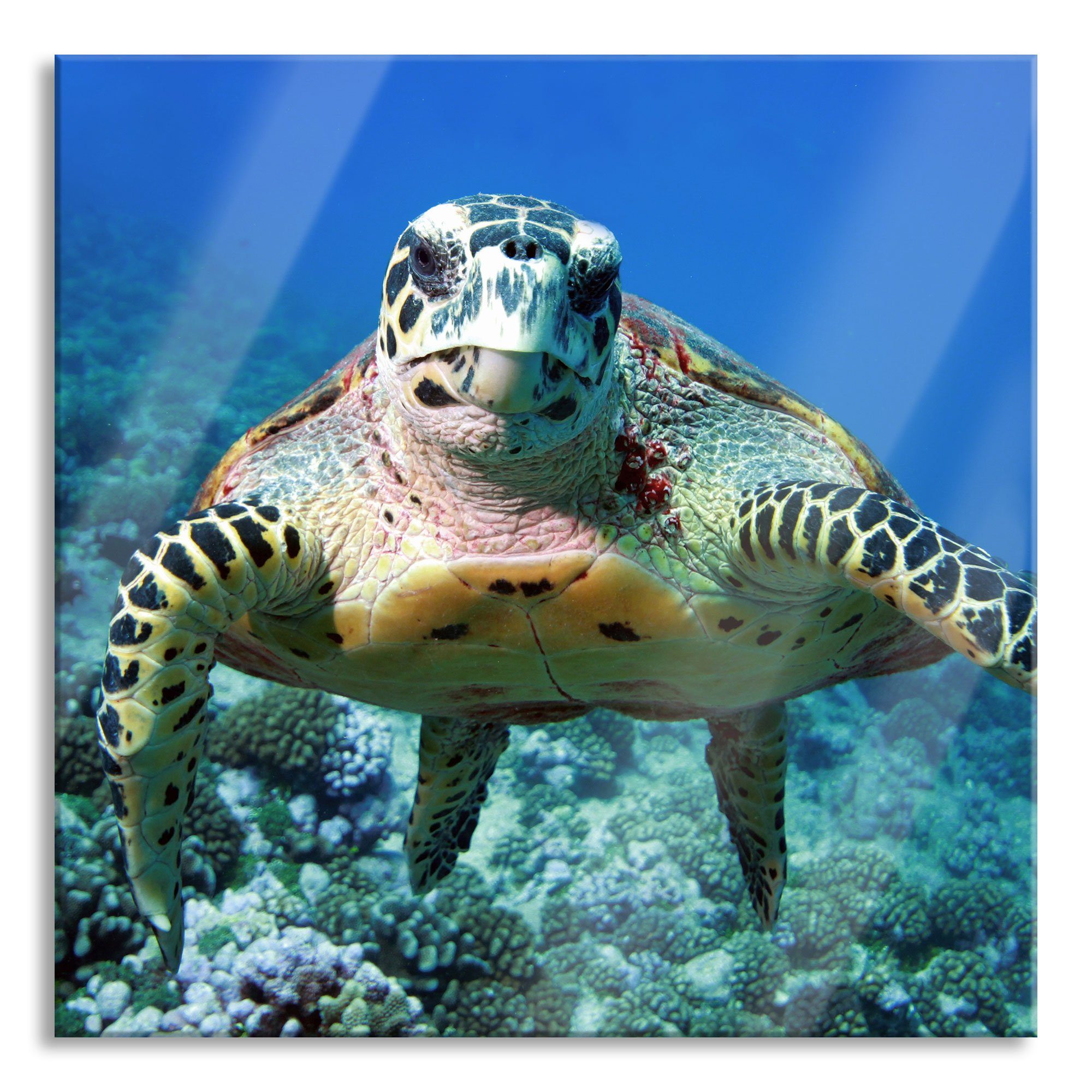 Glasbild inkl. Schildkröte Abstandshalter Echtglas, St), Aufhängungen Schildkröte Glasbild und (1 Korallenriff aus Korallenriff, Pixxprint