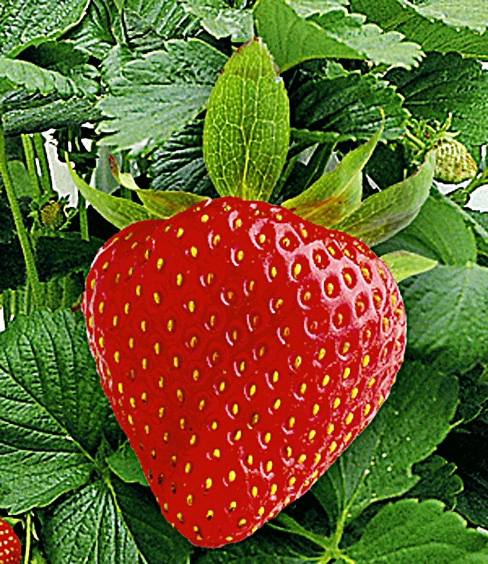 BALDUR Garten Obstpflanze Kletter-Erdbeere 'Hummi®' und Dekorativer Rankturm, 1 St., Ertragreich,winterhart, mehrjährig, pflegeleicht – Bild 4 von 5