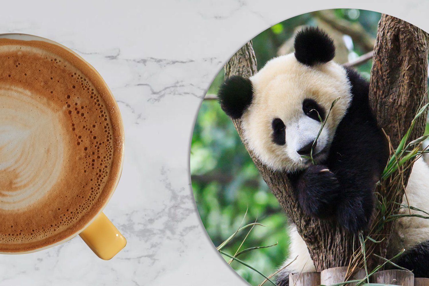 MuchoWow Glasuntersetzer Panda - Dschungel Korkuntersetzer, Tasse, Natur, Gläser, Tassenuntersetzer, Becher Tiere Zubehör 6-tlg., Getränkeuntersetzer, für - 