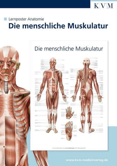 Poster Anatomie Lernposter. Die menschliche Muskulatur