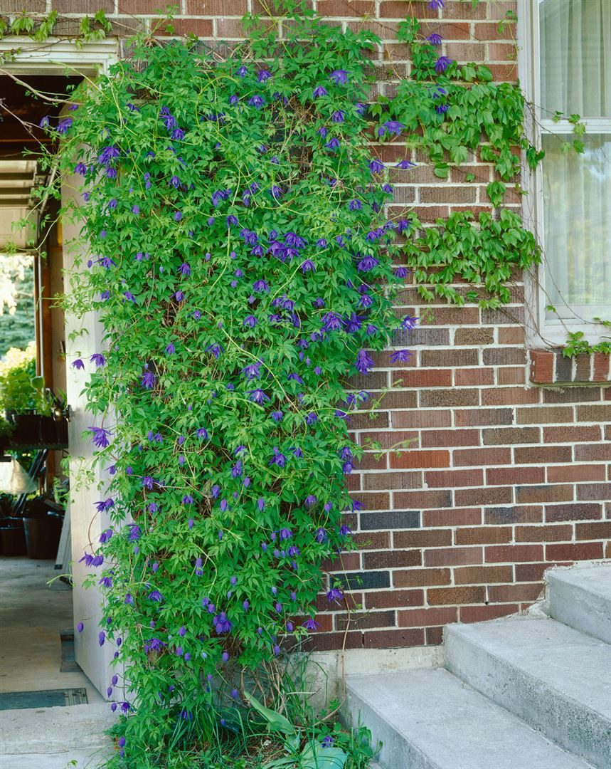 Pflanzen für Dich Kletterpflanze Clematis macropetala, 1 St., Alpenwaldrebe, Großblütige Waldrebe, blaue Blüten, frühblühend