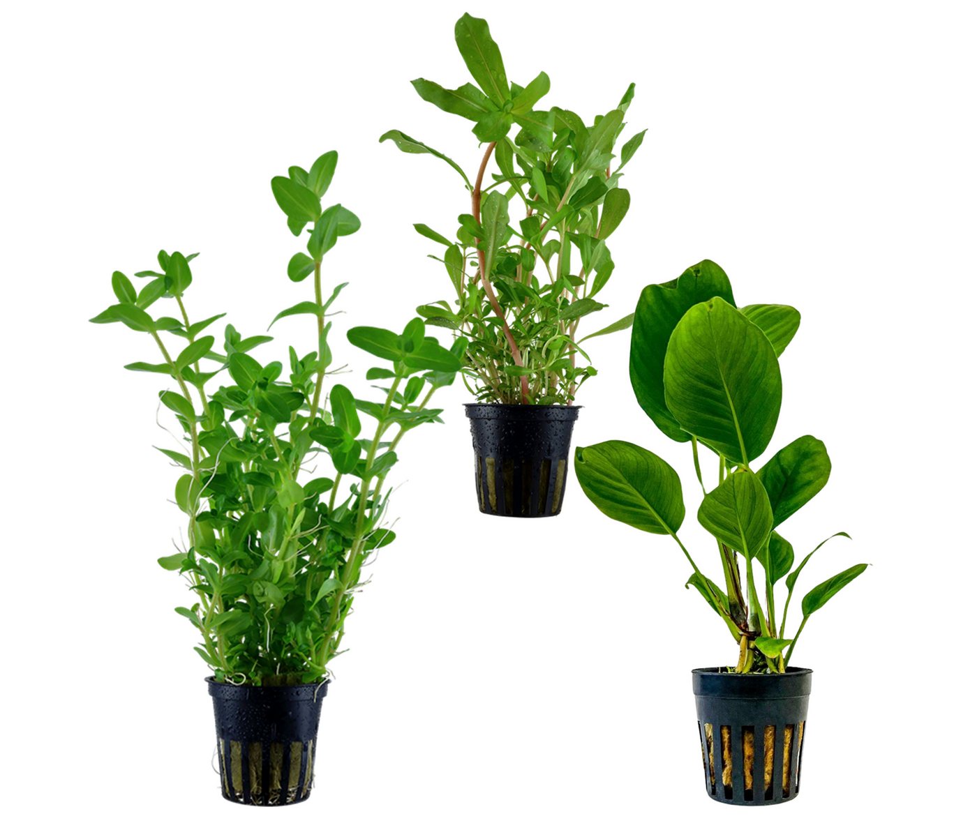 Dehner Wasserpflanze Aquarienpflanzen Set, 3-teilig, Hintergrund 231, je ca. 10-20 cm, robuste Wasserpflanzen für Süßwasser Aquarien
