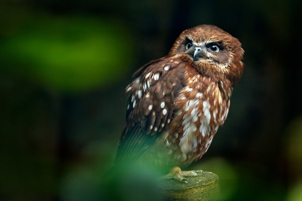 Fototapete Brown Papermoon Owl Wood