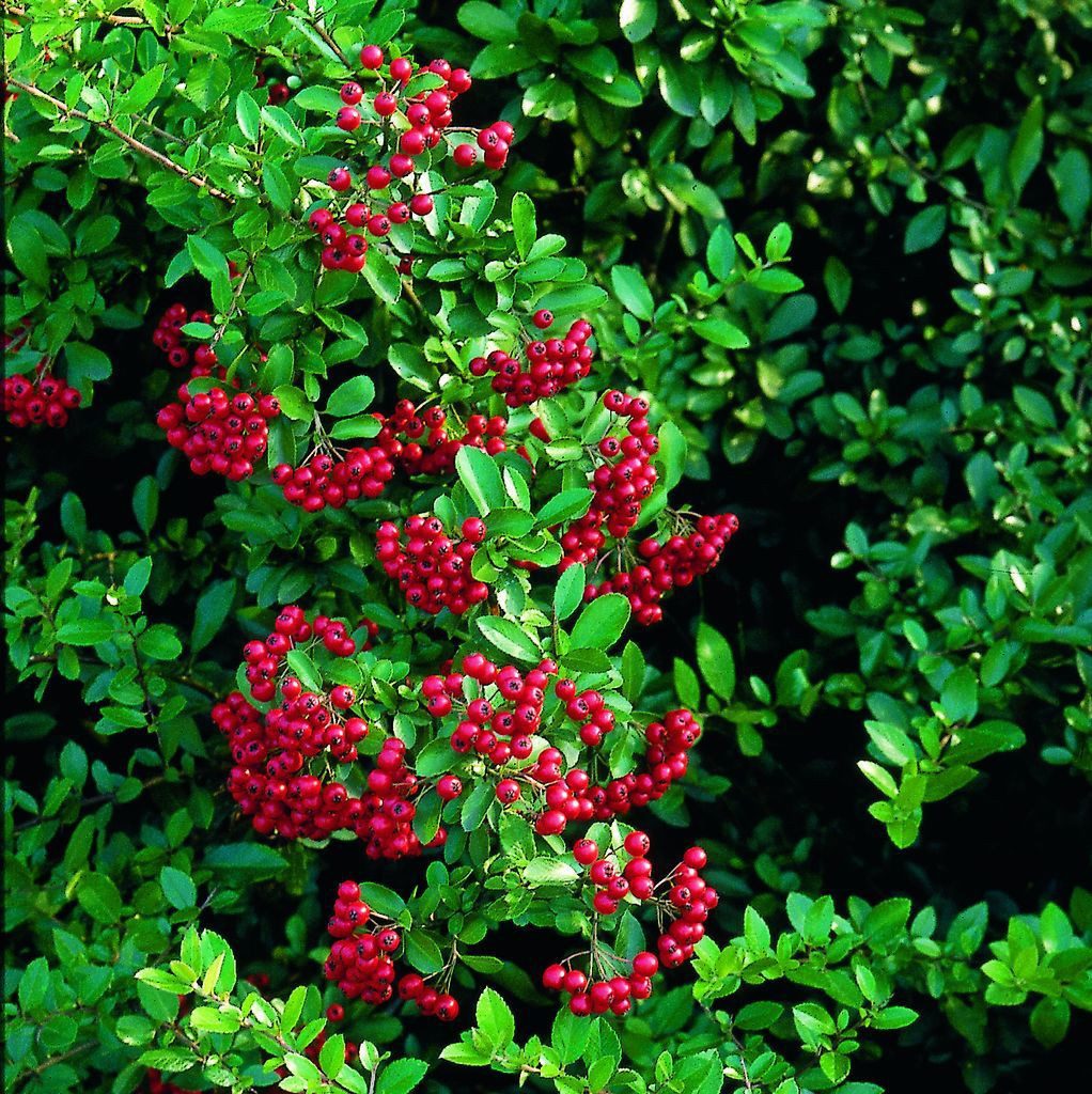 Garten von Ehren Hecken Pyracantha Red Cushion Containerware 30-40 cm hoch