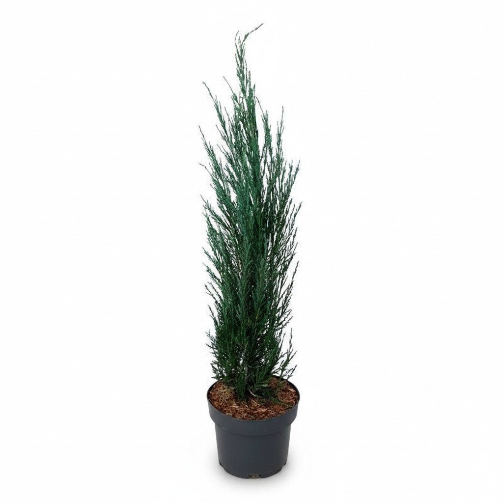 Pflanzen für Dich Konifere Juniperus scop. Blue Arrow, 1 St., Felsengebirgs-Wacholder, Säulenwacholder, blaugrau, säulenförmig