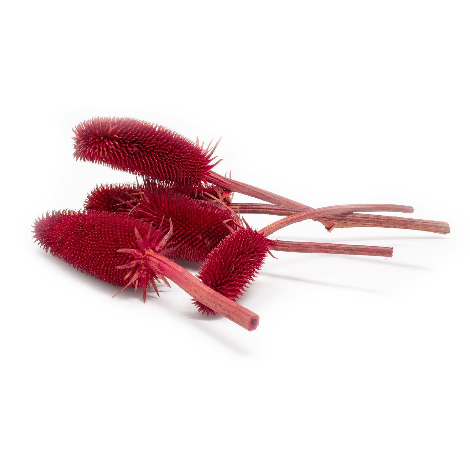 Trockenblume Kardendisteln - ca. 1 kg - Länge ca. 7-13 cm - rot