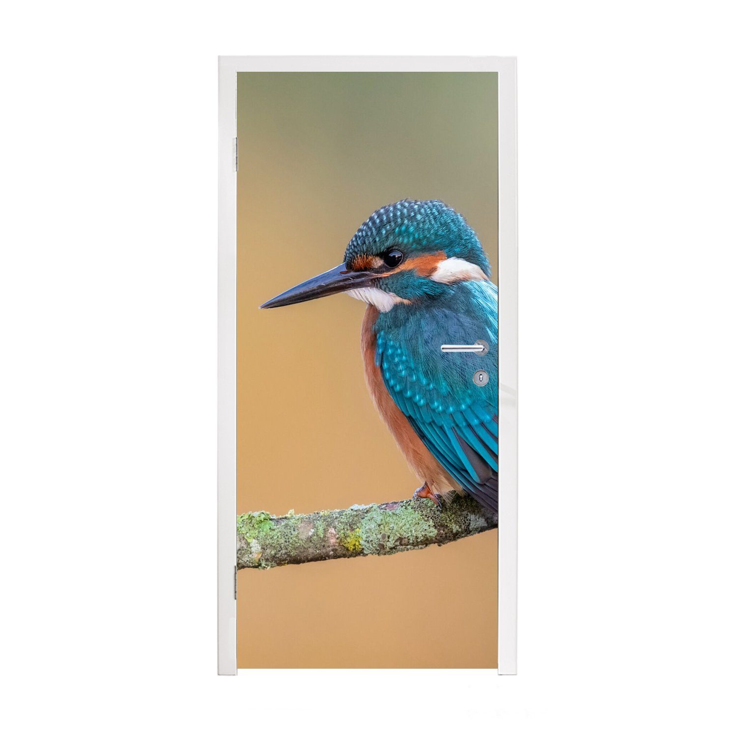 - für - 75x205 cm Türaufkleber, Fototapete Eisvogel Vogel St), (1 - Matt, Tiere Tür, MuchoWow Zweig, Türtapete bedruckt,