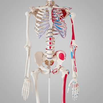 tectake Dekoobjekt Anatomieskelett mit Muskel und Knochen Markierung