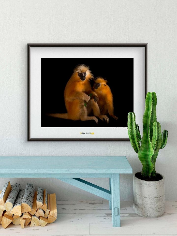 Komar Poster »Gee‘s Golden Langur«, Tiere, Höhe: 50cm-HomeTrends
