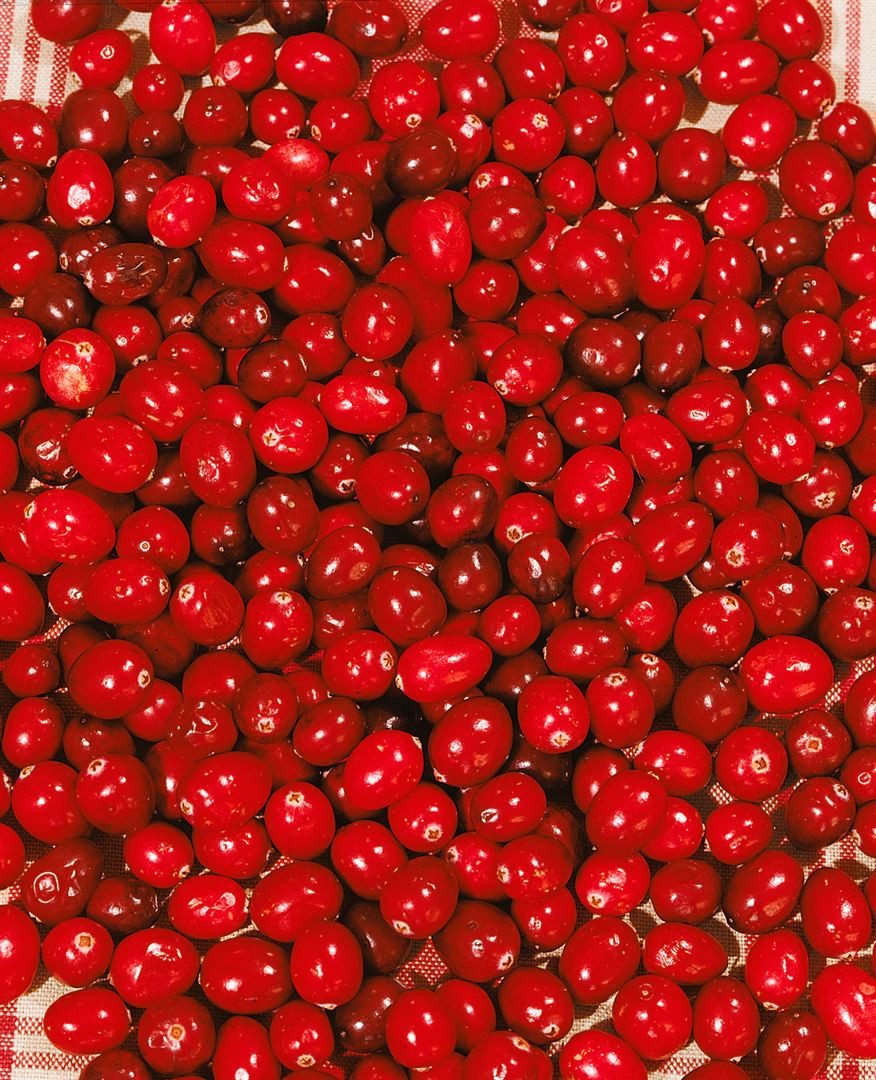 Pflanzen für Dich Obstpflanze Vaccinium macrocarpon, 1 St., Großfrüchtige Moosbeere, Cranberry, rote Beeren, moorbeetpflanze