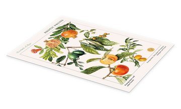 Posterlounge Poster Elizabeth Rice, Granatapfel und andere Früchte, Küche Landhausstil Grafikdesign