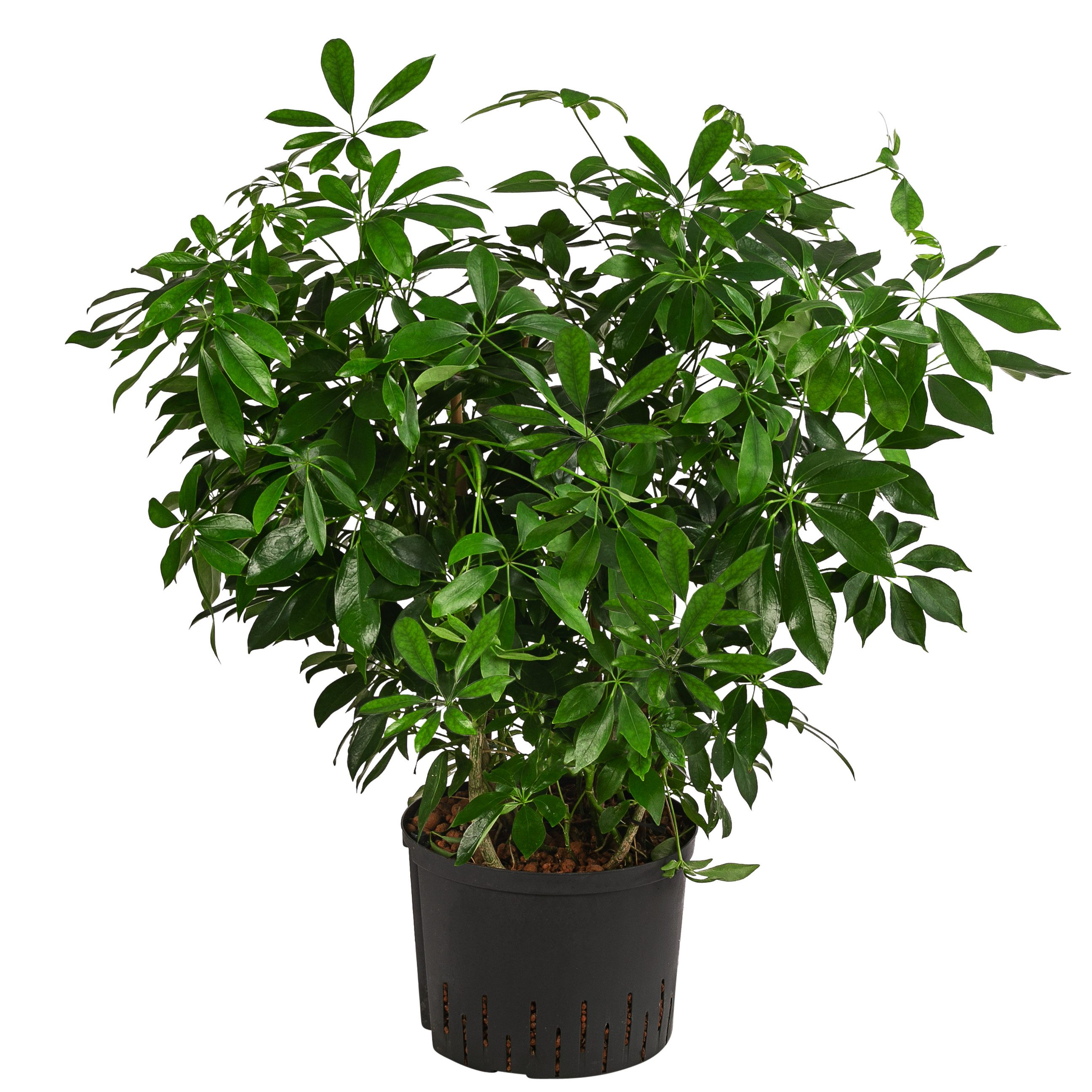 Dehner Zimmerpflanze Strahlenaralie Nora, Schefflera arboricola compacta, in Hydrokultur, pflegeleicht, kompakter Wuchs