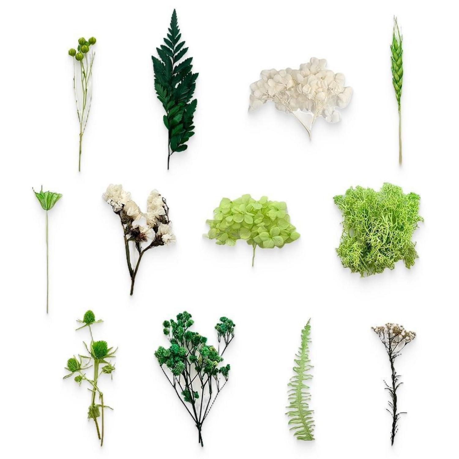 Trockenblume Getrocknete Blumen Set Grün, LuxusKollektion