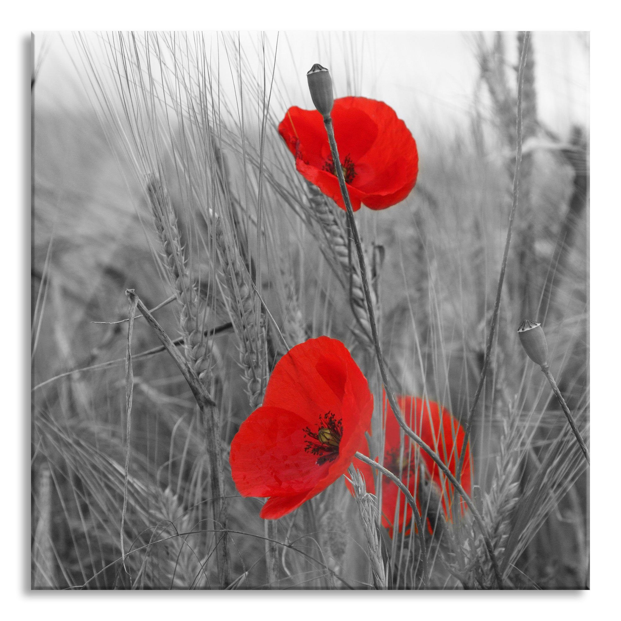 Glasbild Mohnblumen im Getreidefeld