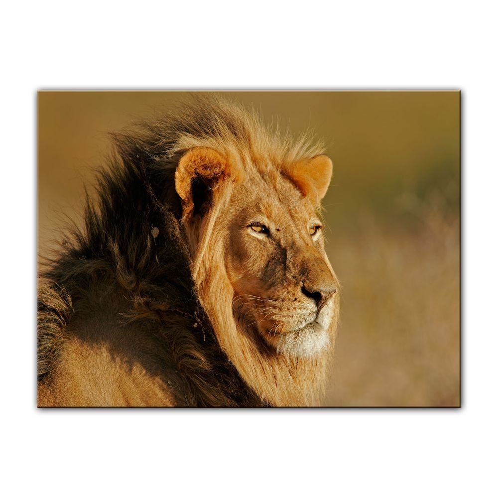 Bilderdepot24 Leinwandbild Afrikanischer Löwe, Tiere