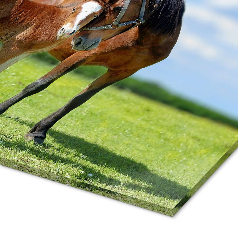 Posterlounge Wandbild Mutterliebe - Stute mit Fohlen, Editors Choice, erhältlich als Poster, Leinwandbild, Wandsticker oder Acrylglasbild