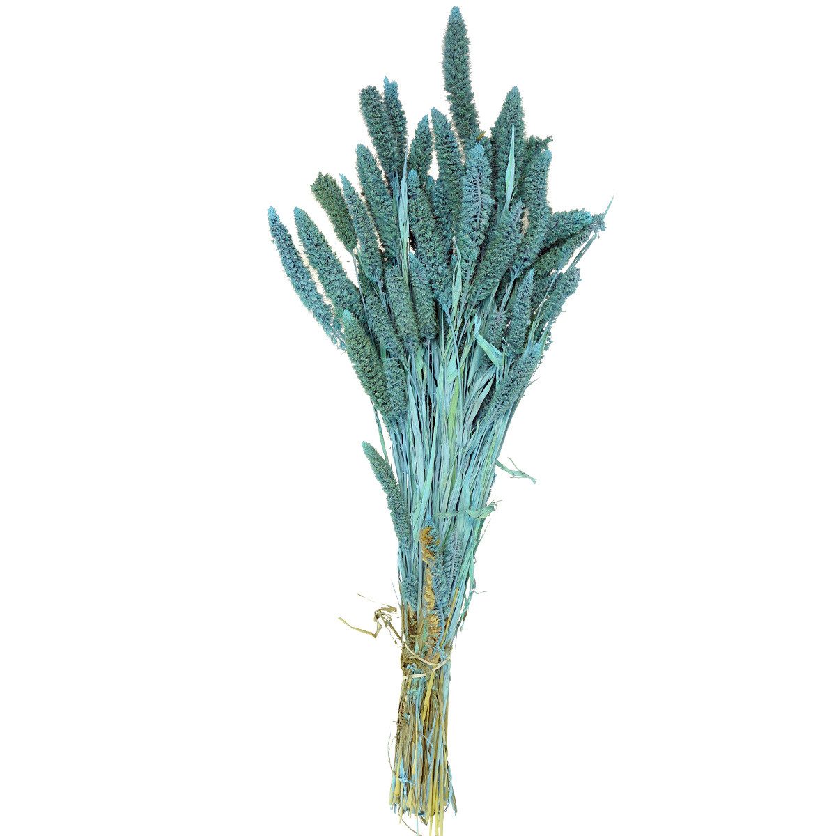 Trockenblume Trockenblumen Setaria Pumila Blau 65cm 200g Borstenhirse Deko, H. Andreas Belles fleurs, Höhe 65 cm