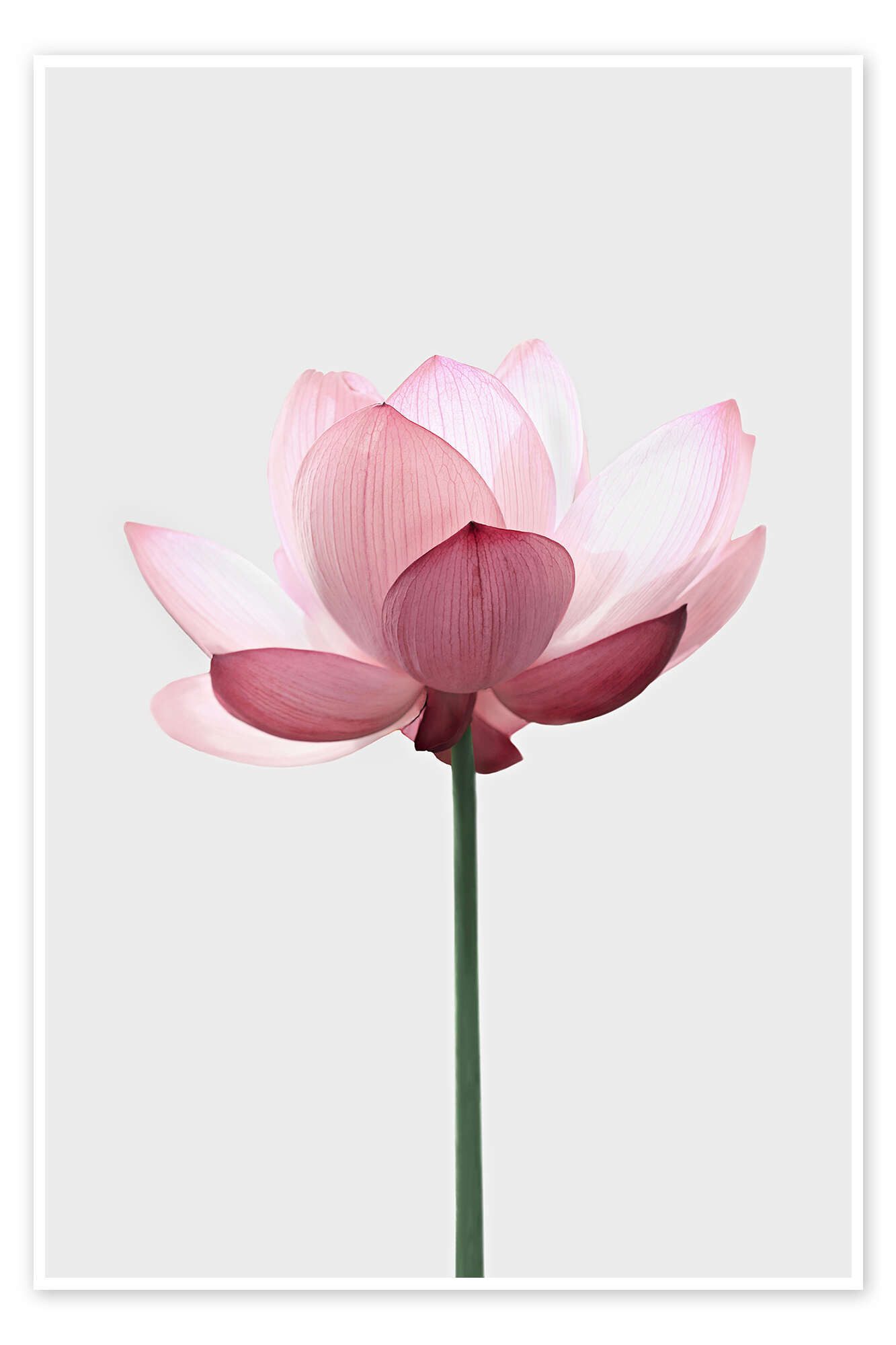 Posterlounge Wandbild Lotusblüte, Sisi And Seb, erhältlich als Poster, Leinwandbild, Wandsticker oder Acrylglasbild