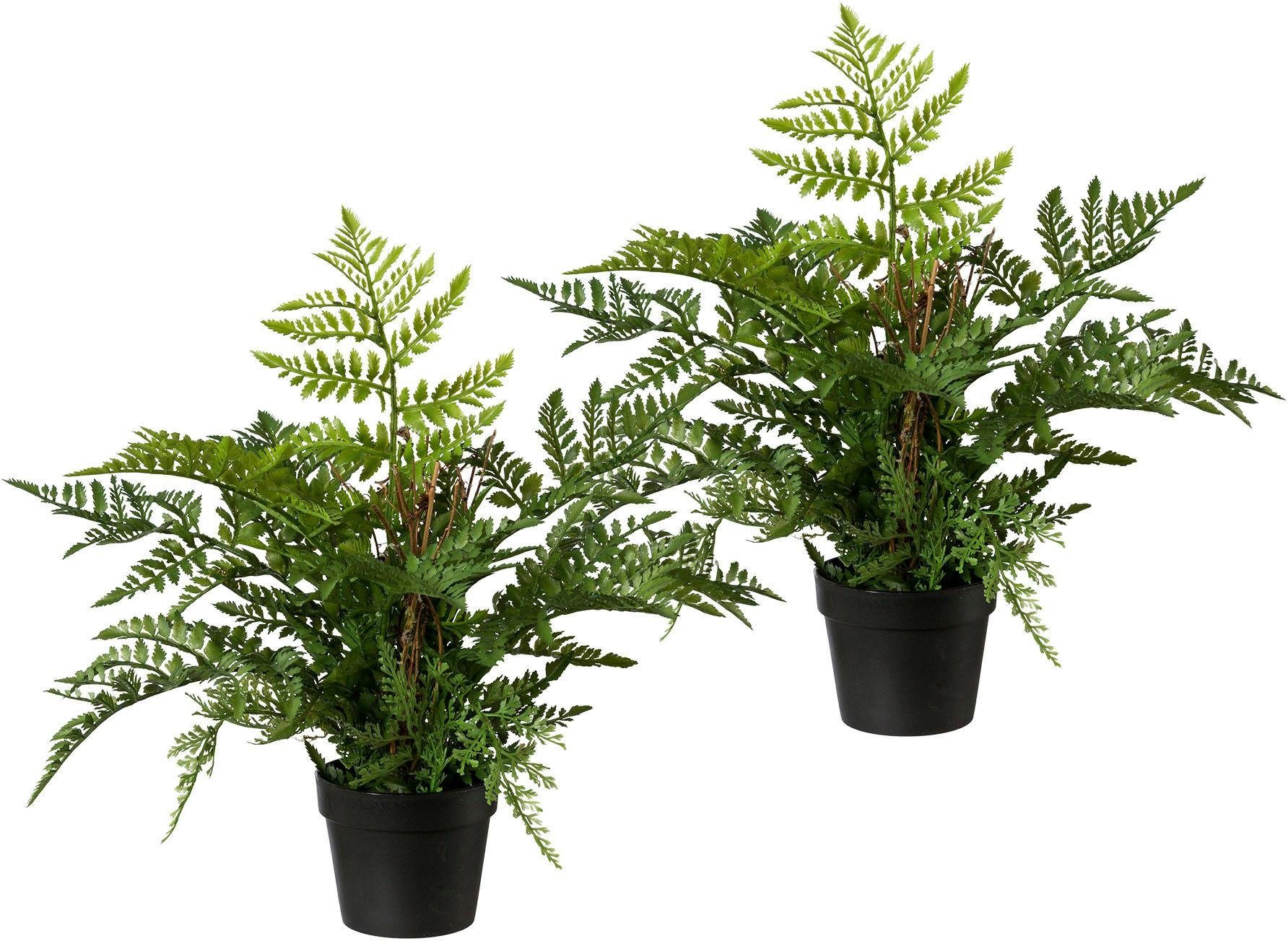 Höhe Zimmerpflanze, Creativ Künstliche green, 40 cm