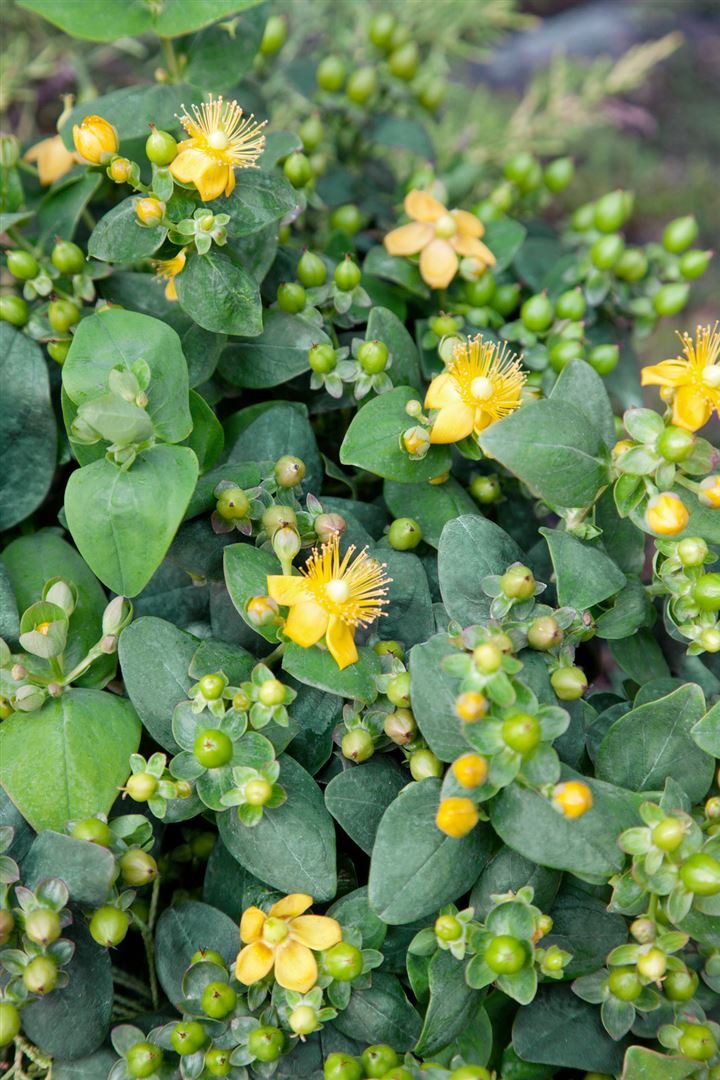 Pflanzen für Dich Staude Hypericum calycinum 'Rose von Sharon', 1 St., Niedriges Johanniskraut, Immergrün-Johanniskraut – Bild 2 von 2