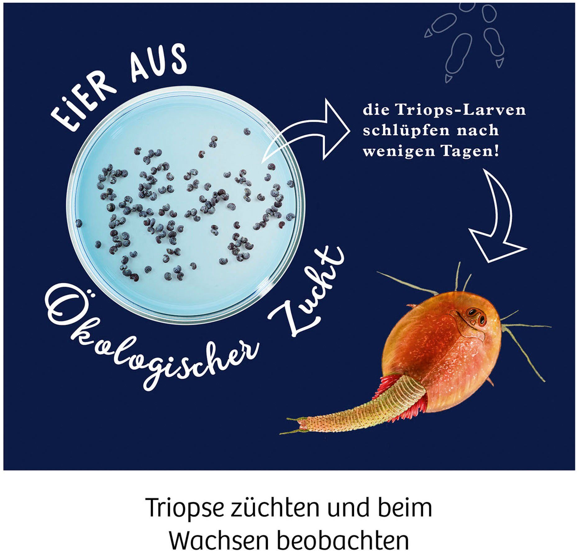 Kosmos Experimentierkasten Fun Science Triops züchten, Made in Germany