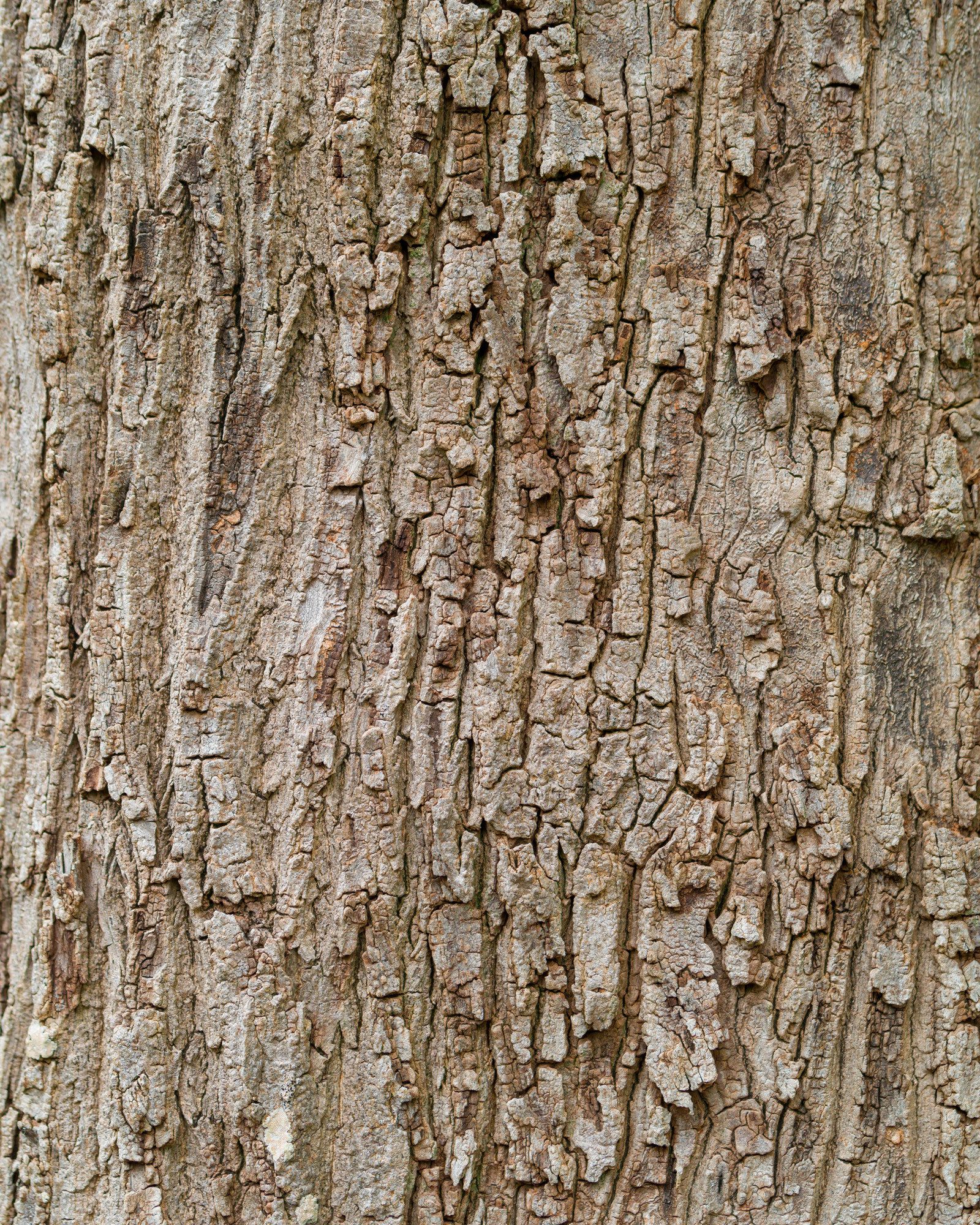 Rasch Fototapete Bäume, Wald & Rinde - Vliestapete Braun, bedruckt, (1 Rolle, 1 St., Kollektion 'Magicwalls' - 2,65 m x 2,12 m), Lichtbeständige Farben - Feucht abwischbar - Restlost abziehbar