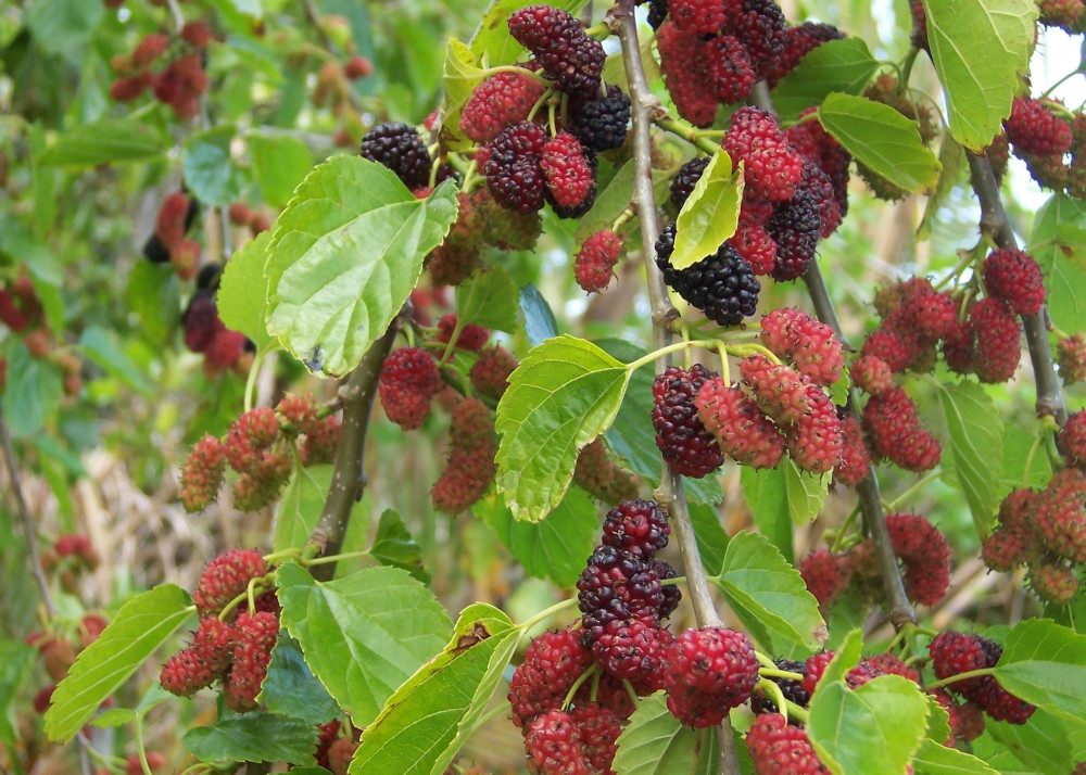 SAFLAX Blumensamen SAFLAX - Samen und Substrat - Weißer Maulbeerbaum – Bild 5 von 5