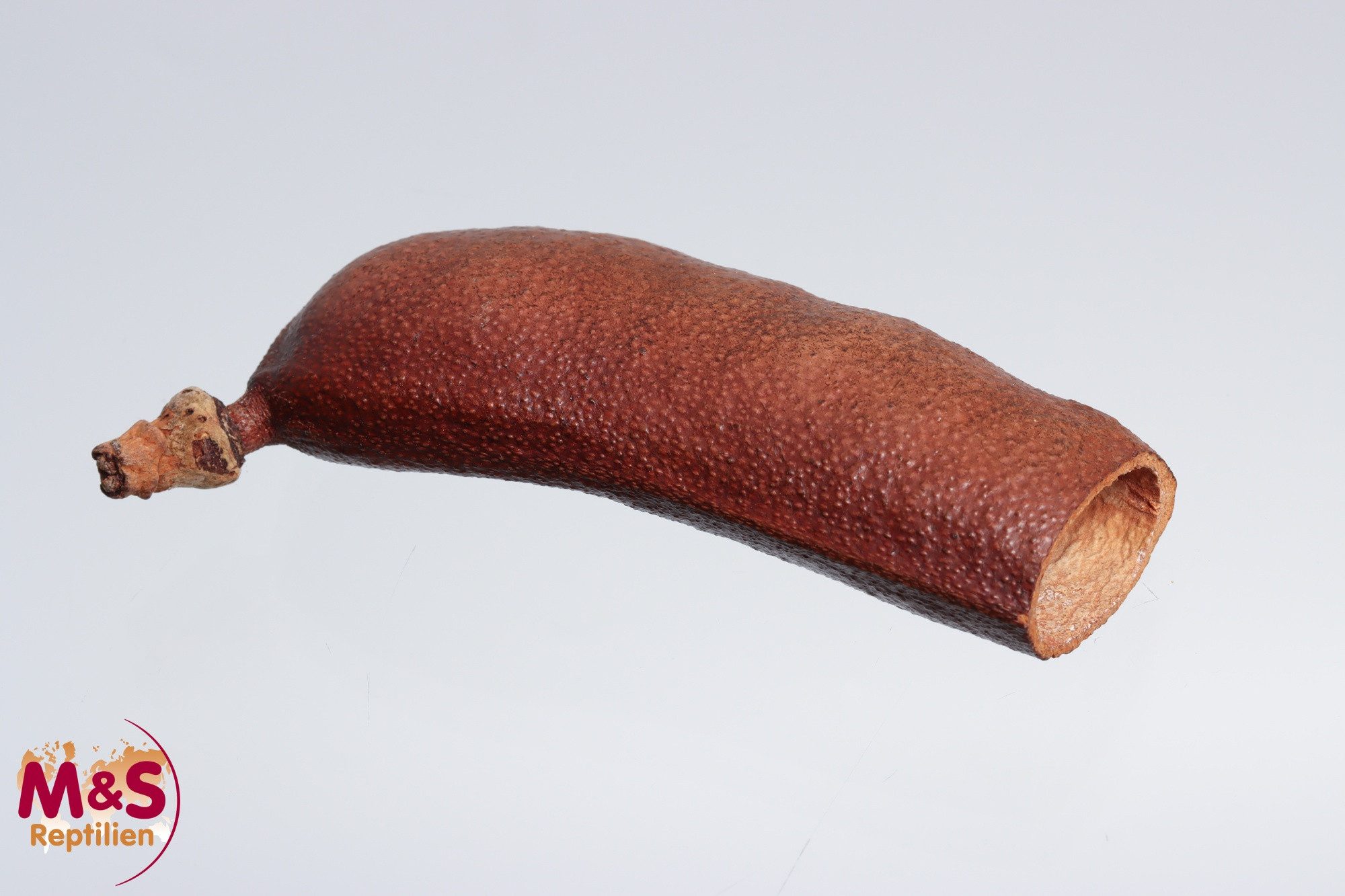 Terrariendeko Johannisbaumschote ca. 9 cm Länge