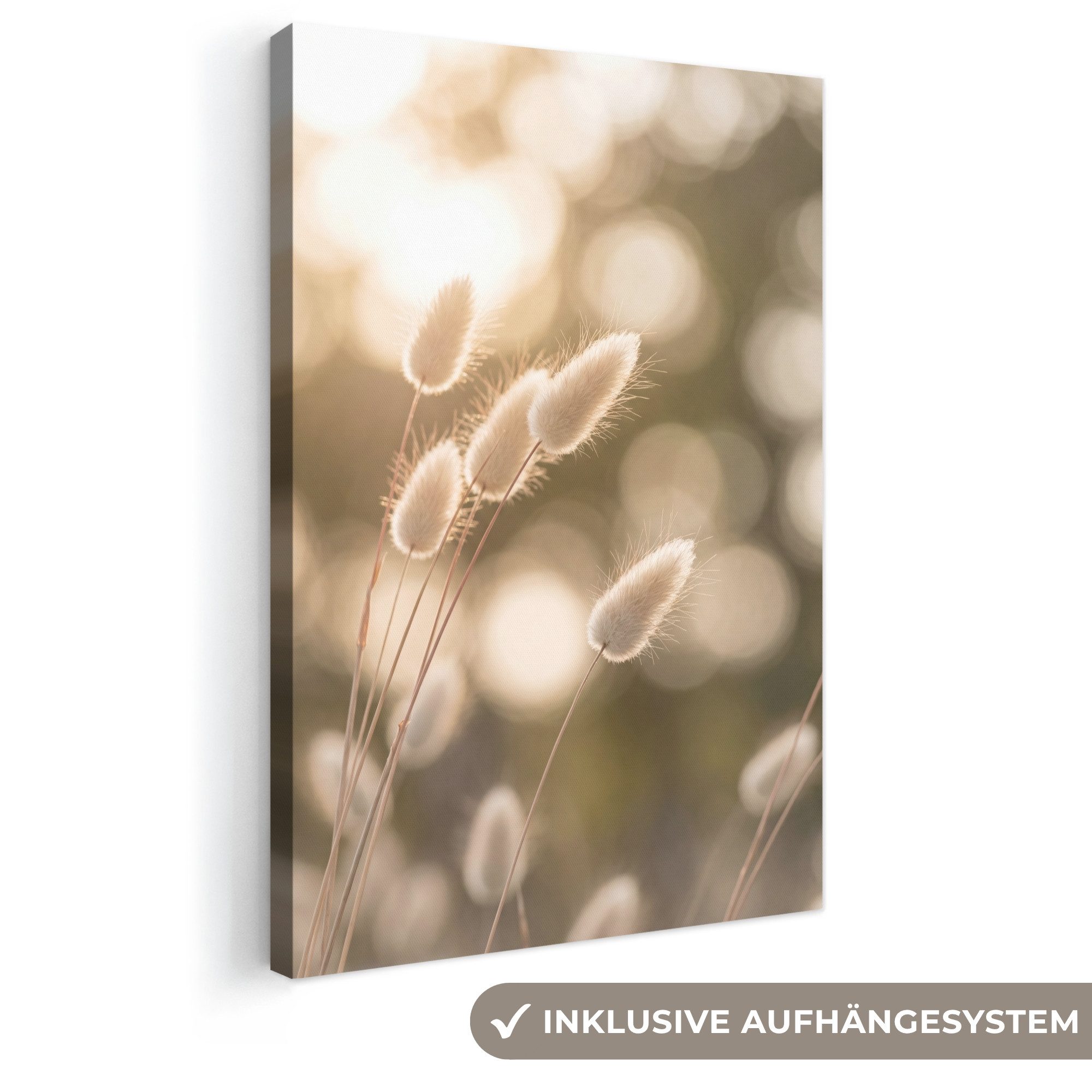 OneMillionCanvasses® Leinwandbild Haselschwanzgras - Weiß - Sonnenlicht, Fotodruck (1 St), Leinwand Canvas Wandbild, Wanddekoration 20x30 cm