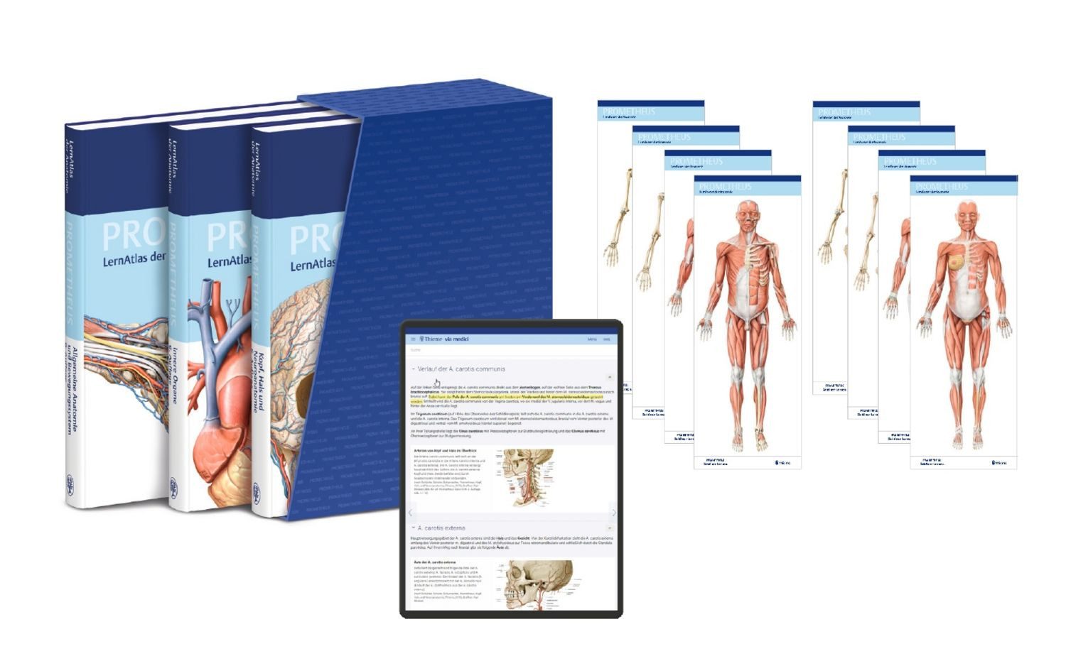 PROMETHEUS LernPaket Anatomie / diverse