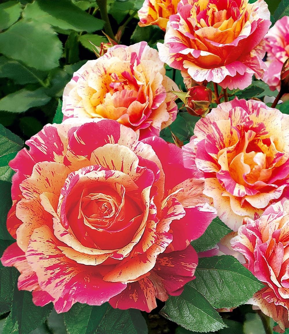 BALDUR Garten Rose Maler-Rose® 'Claude Monet®', 1 St., Teehybride, duftend, pflegeleicht
