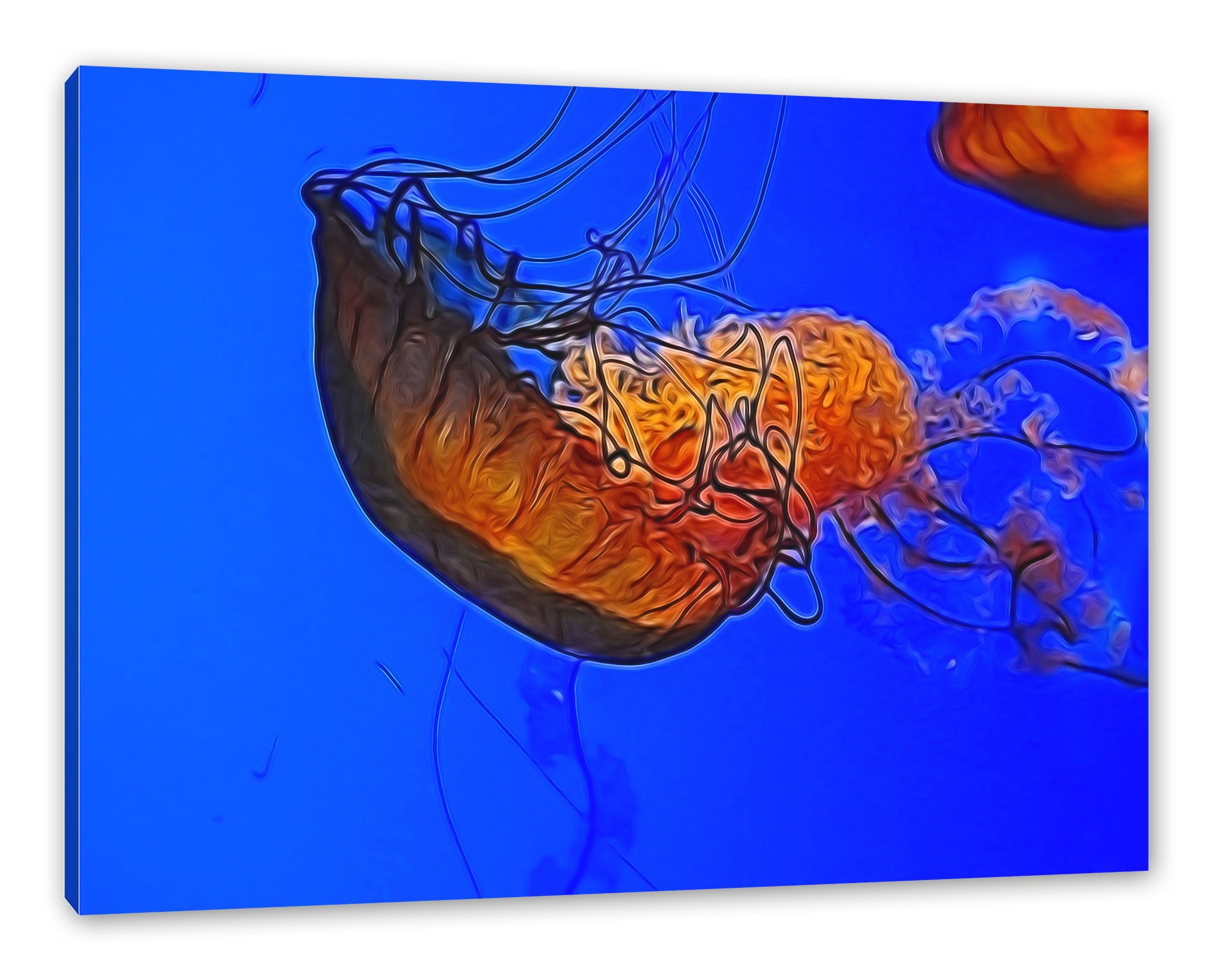 Leinwandbild anmutige Qualle im Wasser