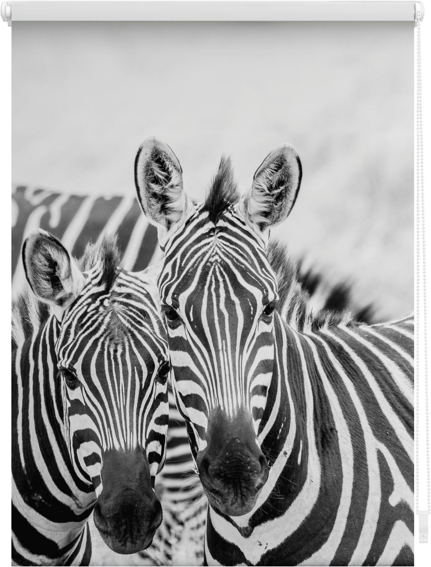 Seitenzugrollo Klemmfix Motiv Zebra, LICHTBLICK Klemmfix, ohne Bohren, bedruckt freihängend, ORIGINAL, Lichtschutz