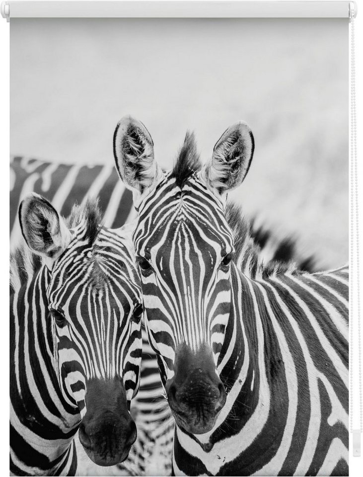 Motiv Seitenzugrollo Zebra, freihängend, Bohren, bedruckt Klemmfix Klemmfix, LICHTBLICK ORIGINAL, ohne Lichtschutz,
