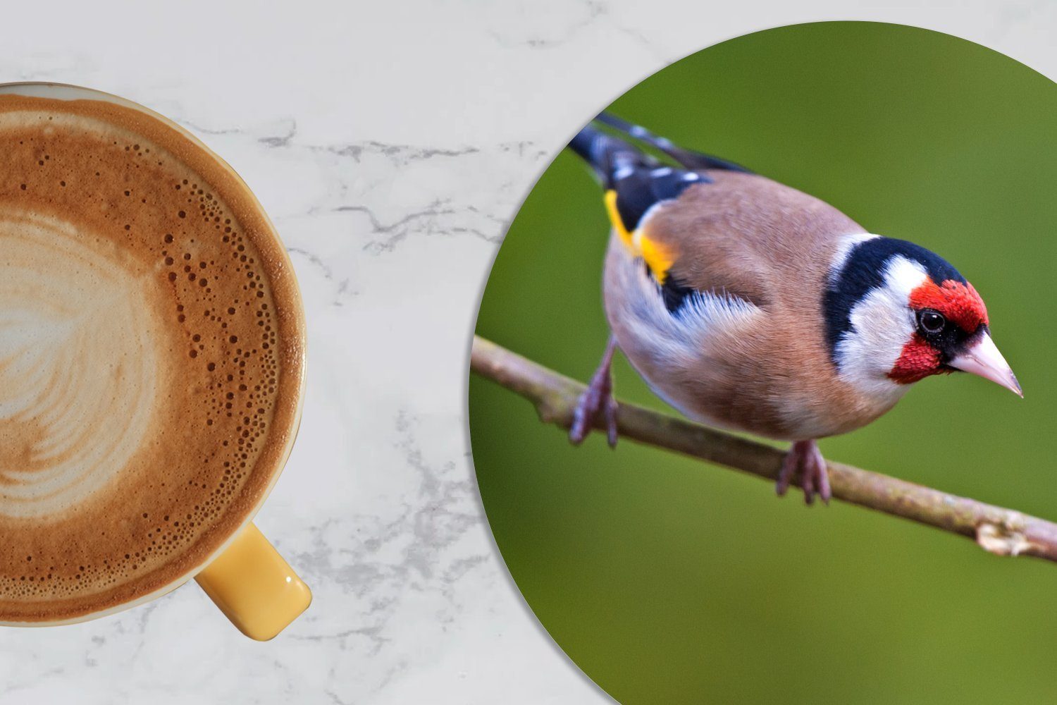 Suche Korkuntersetzer, Gläser, ist Tasse, Tassenuntersetzer, nach Getränkeuntersetzer, Stieglitz der Becher 6-tlg., Ein Zubehör Glasuntersetzer MuchoWow auf für Nahrung,