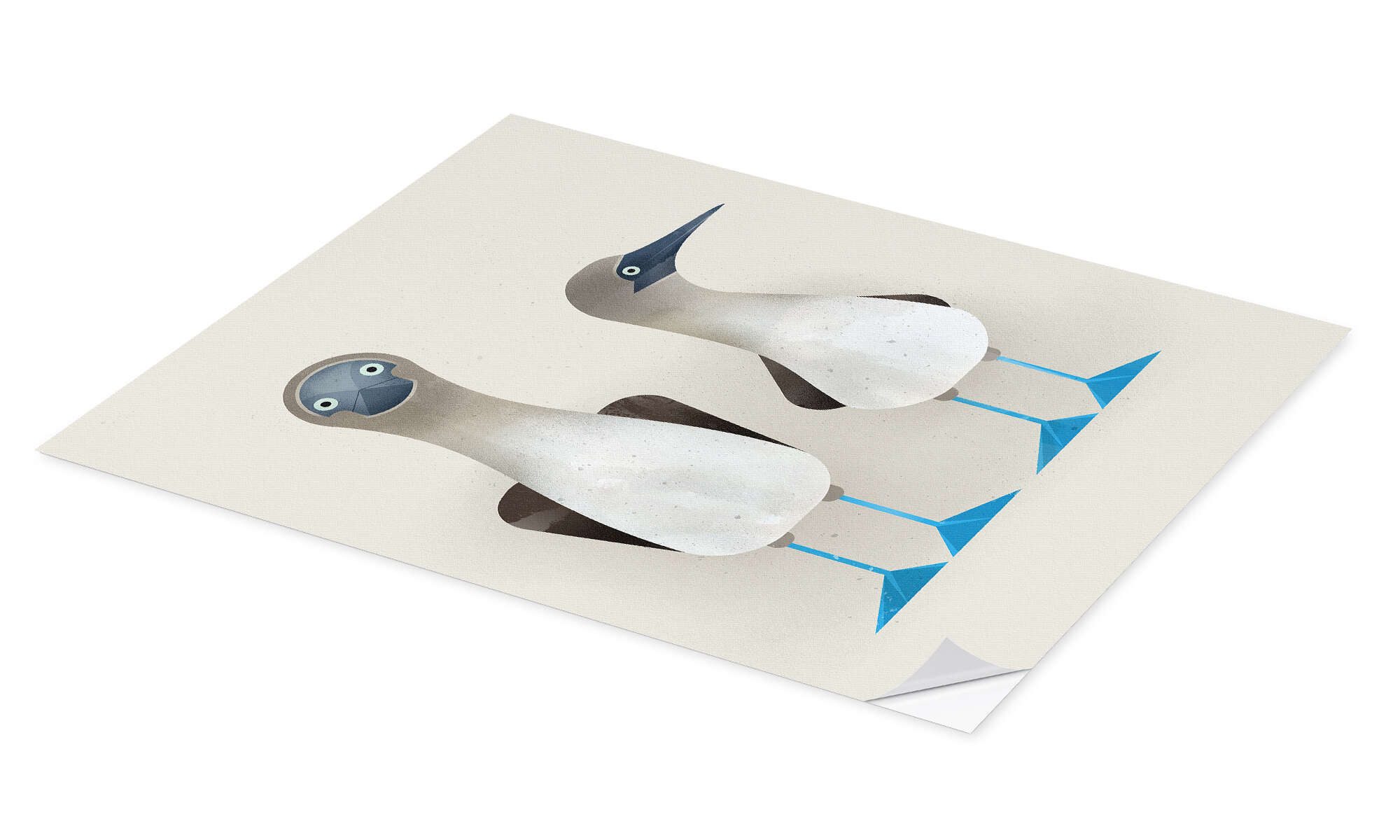 Posterlounge Poster Dieter Braun, Blaufußtölpel, Jungenzimmer günstig online kaufen