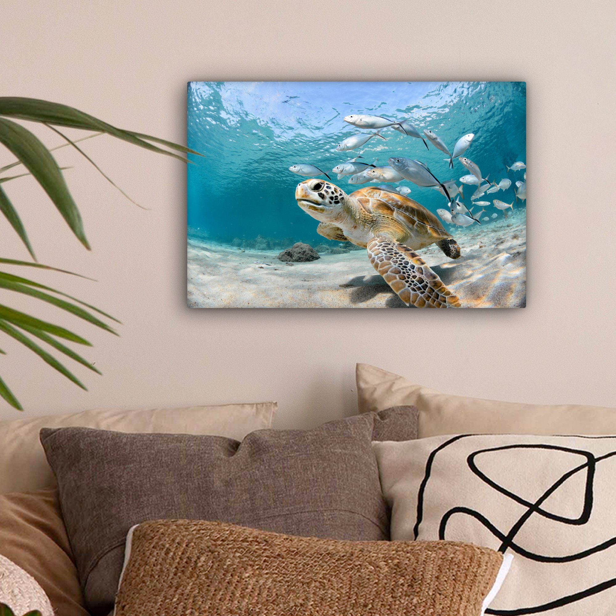 OneMillionCanvasses® Leinwandbild Schildkröte - Fisch - günstig online kaufen