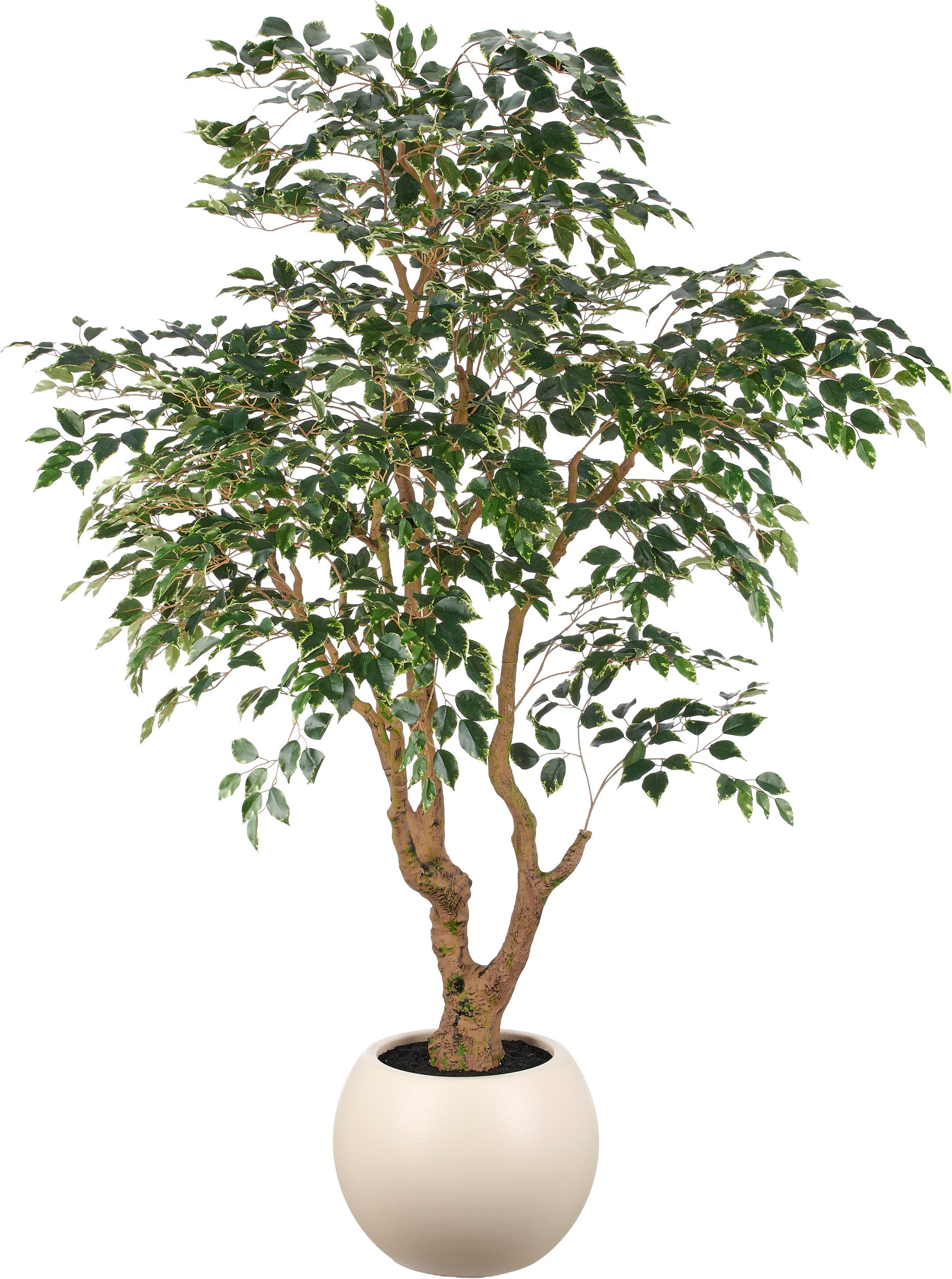 Kunstbaum Ficus benjamina, Creativ green, Höhe 210 cm, in beeindruckender Größe
