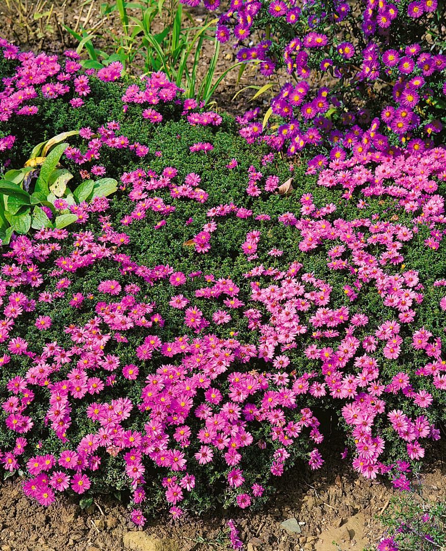 Pflanzen für Dich Staude Aster dumosus 'Rosenwichtel', 1 St., Kissen-Aster, Herbstaster