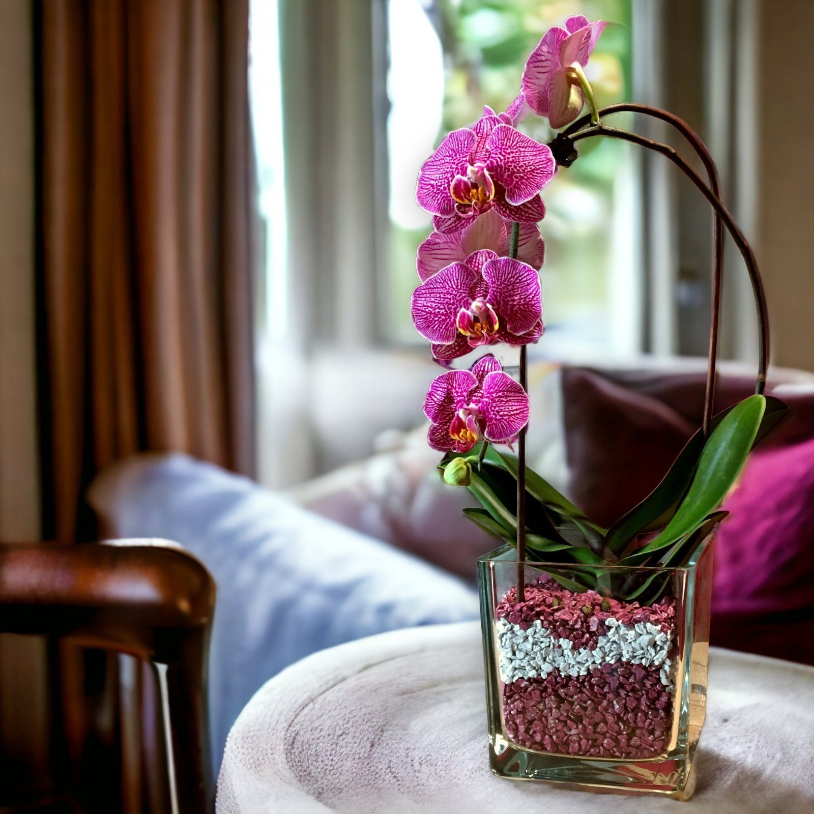 colomi Pflanzgranulat Spezial Pflanzboden für Orchideen - patentiert weiss, 1 Liter