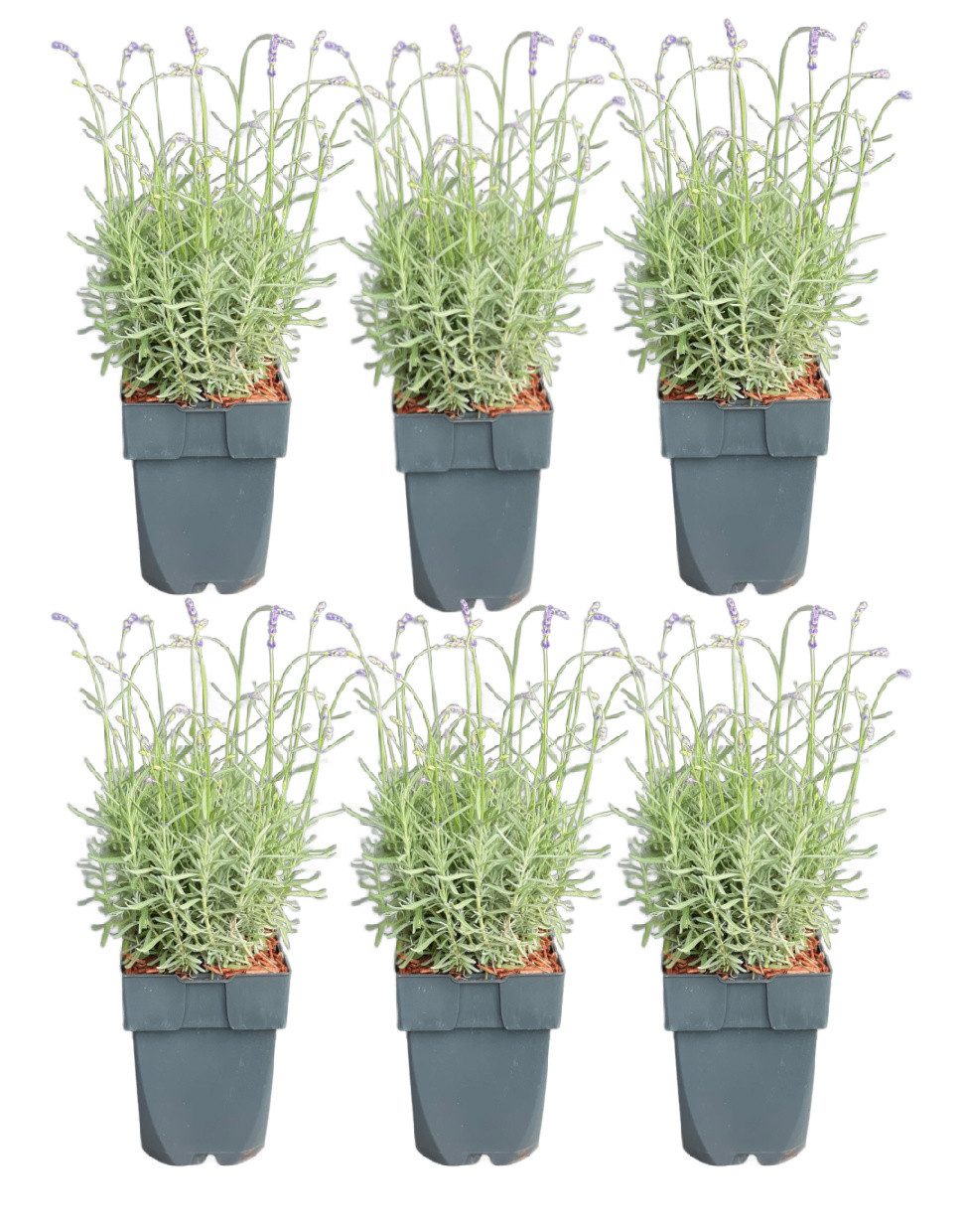 meinvipshop Topfpflanze Lavendel 6er Set Pflanze