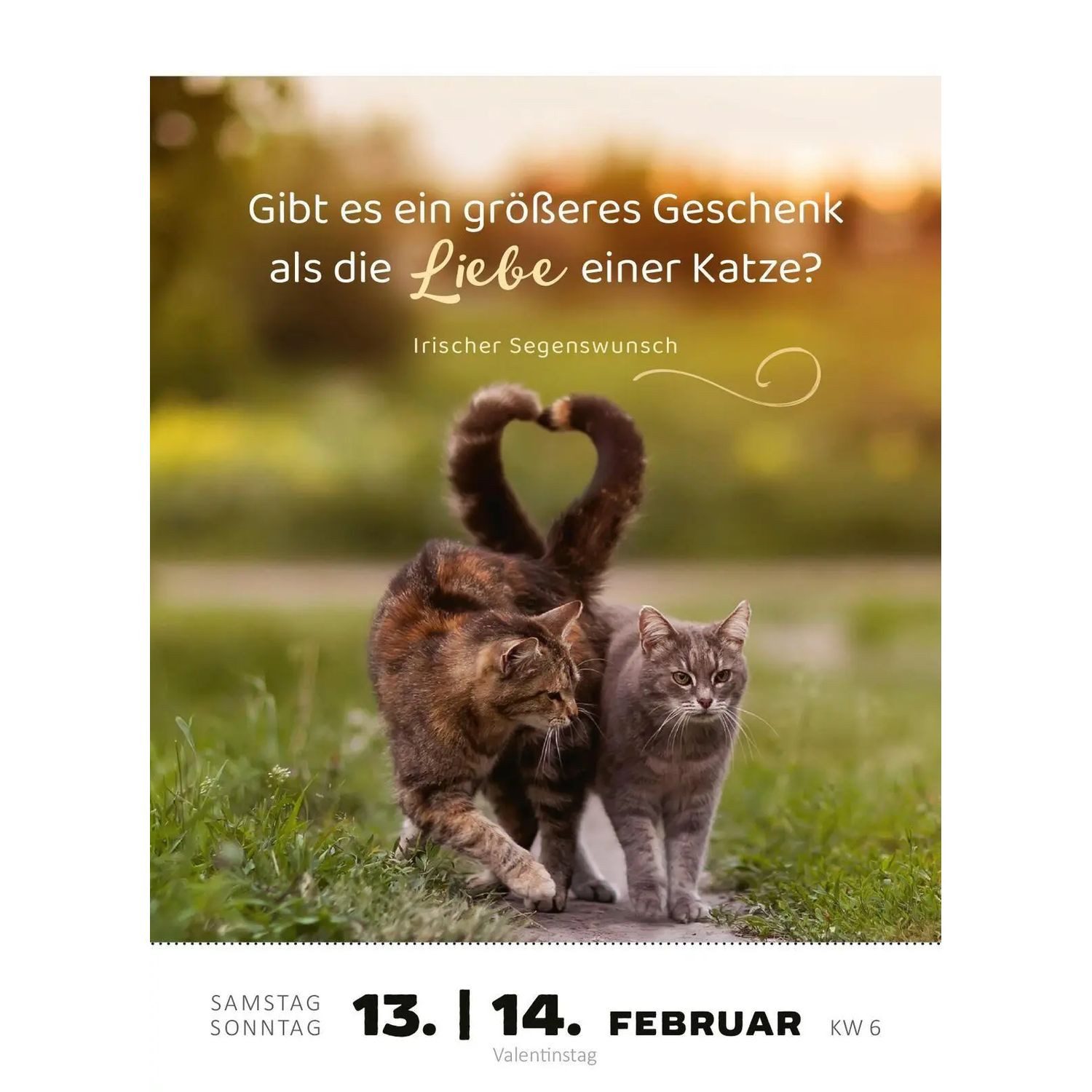 Ars Edition Abreißkalender Abreißkalender Katzenweisheiten 2027