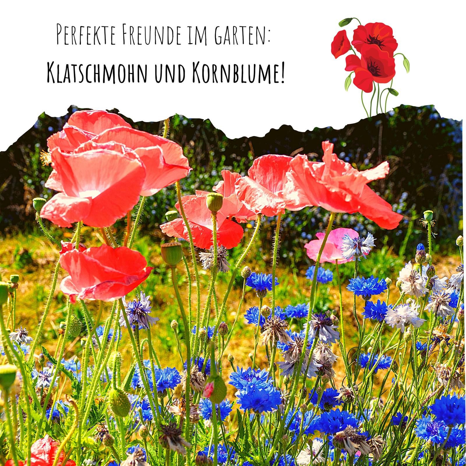 HappySeed Blumensamen Klatschmohn Samen - Papaver rhoeas (Mix), Klatschmohn – Bild 4 von 5