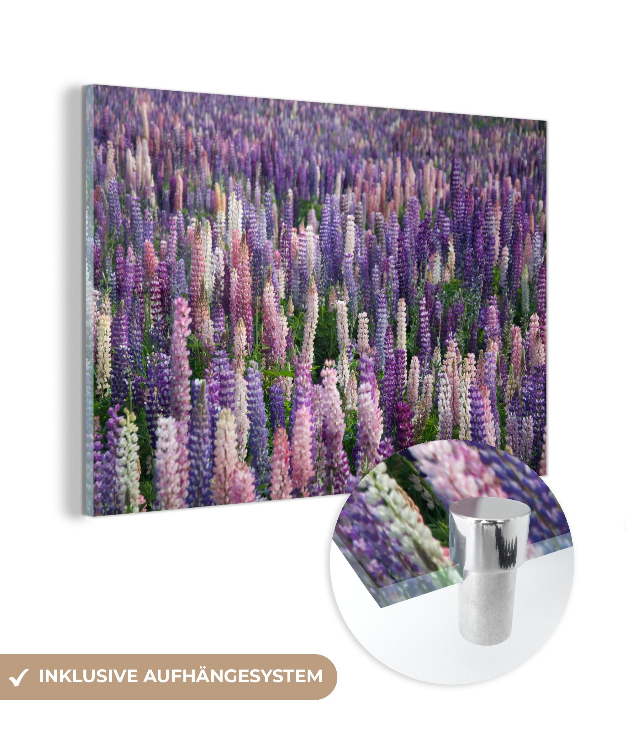 Schlafzimmer Lupine, Lila - Acrylglasbilder (1 & St), Blumen - Wohnzimmer MuchoWow Acrylglasbild