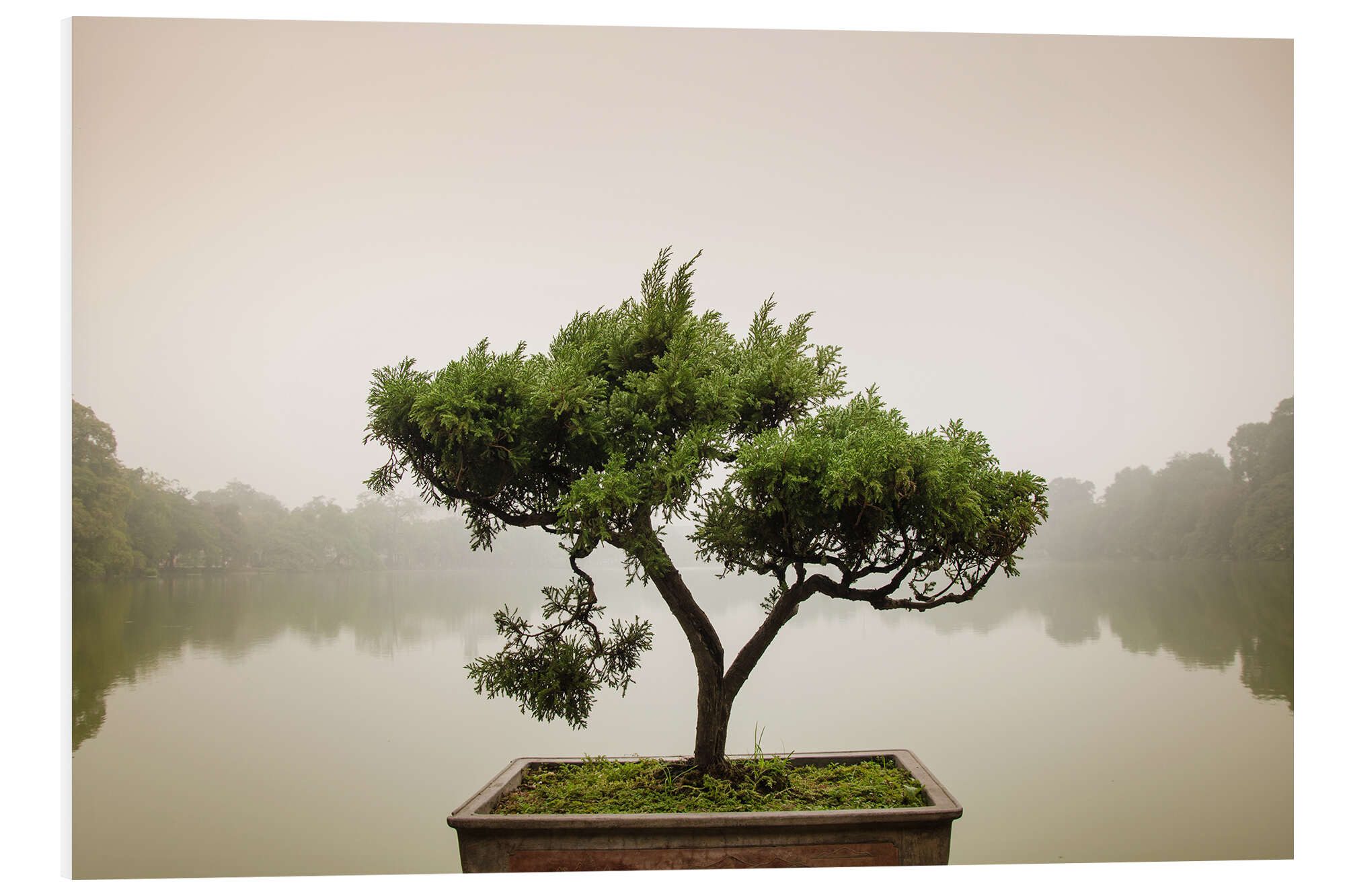 Posterlounge Wandbild Japanischer Bonsai im Zen-Garten, Editors Choice, erhältlich als Poster, Leinwandbild, Wandsticker oder Acrylglasbild