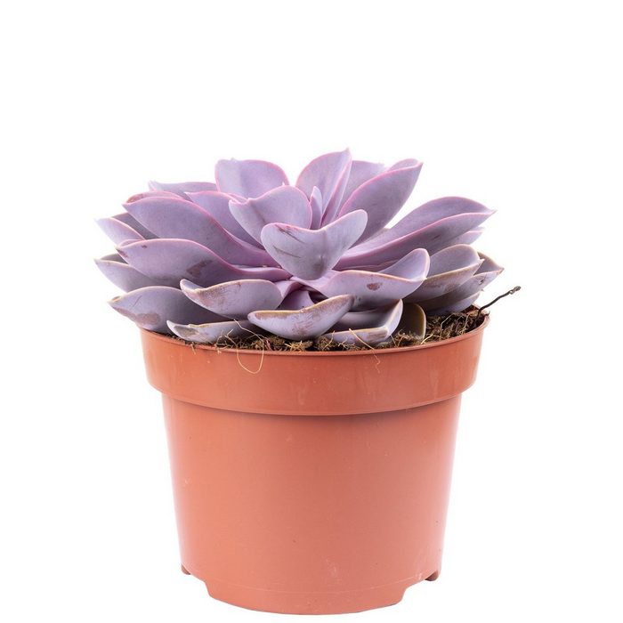 Flowerbox Blumentopf bepflanzt mit Zimmerpflanze Echeverie - Echeveria purple pearl - Höhe ca. 15 cm Topf-Ø 12 cm