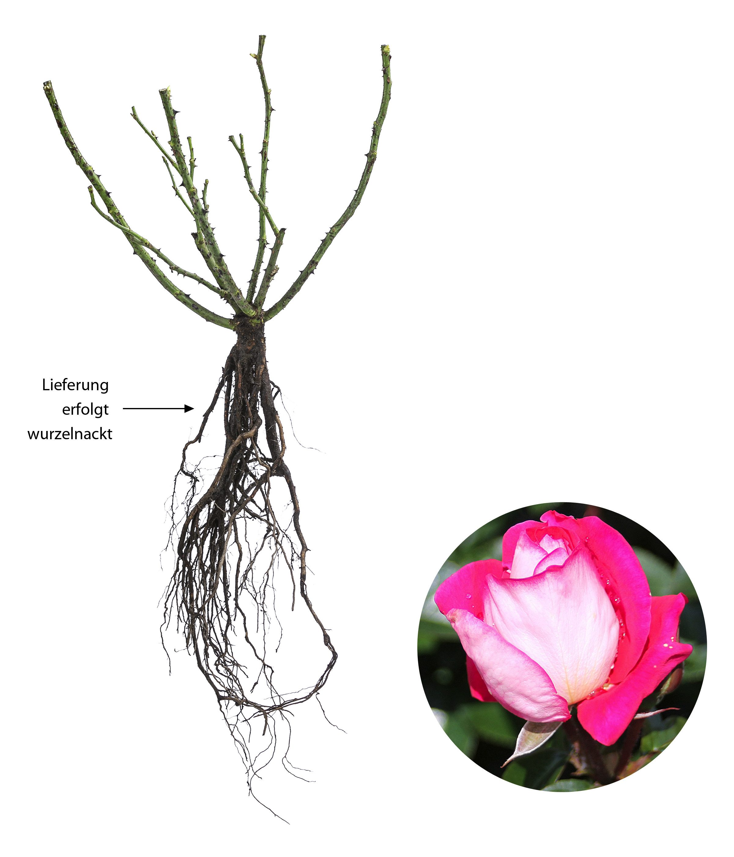 Dehner Rose Beetrose Heimatmelodie®, pink-weiße Blüten, nicht duftende, gefüllte Blüten, Züchter Tantau
